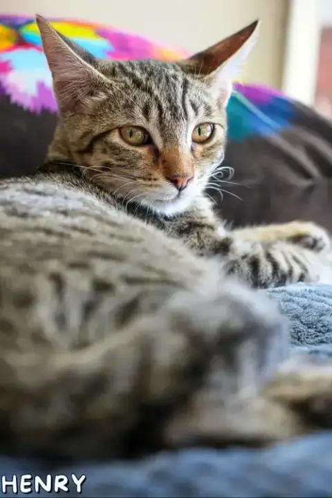 Henry