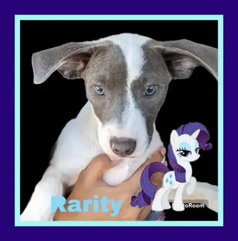Rarity photo 5