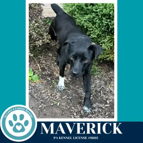 Maverick photo 2