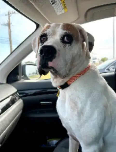 Spud photo 5