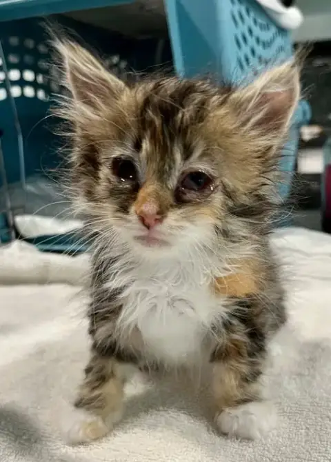 Mimsie