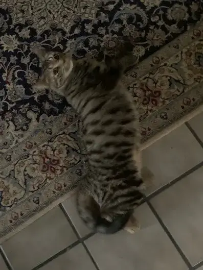 Sweetie Pie