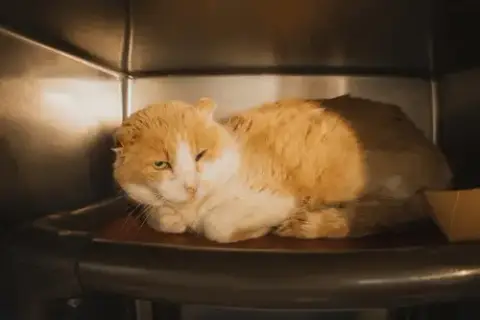Muffin Man