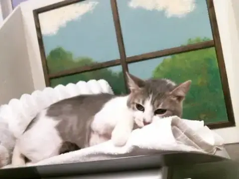 Paprika