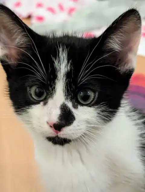 Oreo photo 2