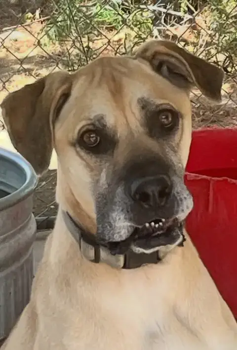 Kodi