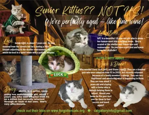 More Mature & Senior Cats