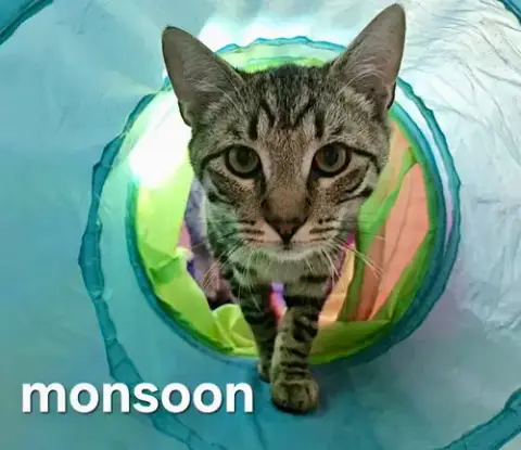 Monsoon photo 4