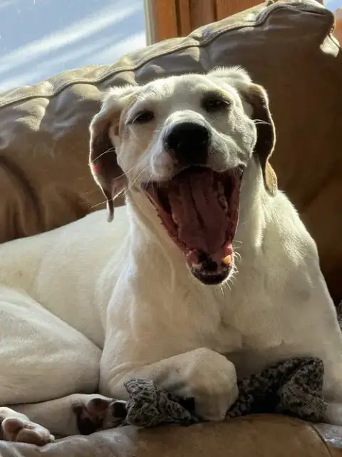 Krypto