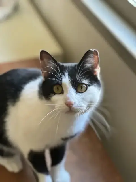 Jellybean