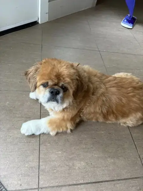 Teddy photo 2