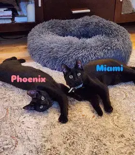 Miami photo 2