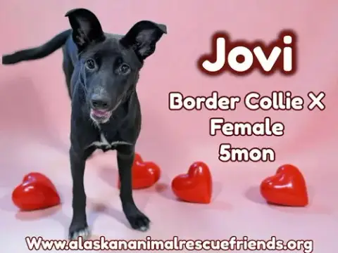 Jovi photo 2