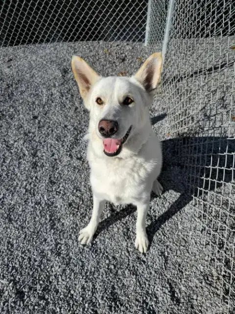Toby Gsd photo 4