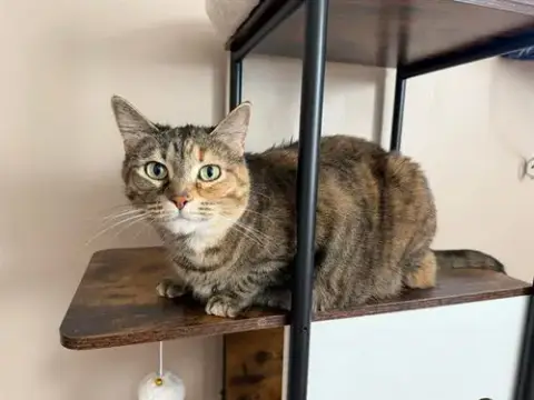 Lady