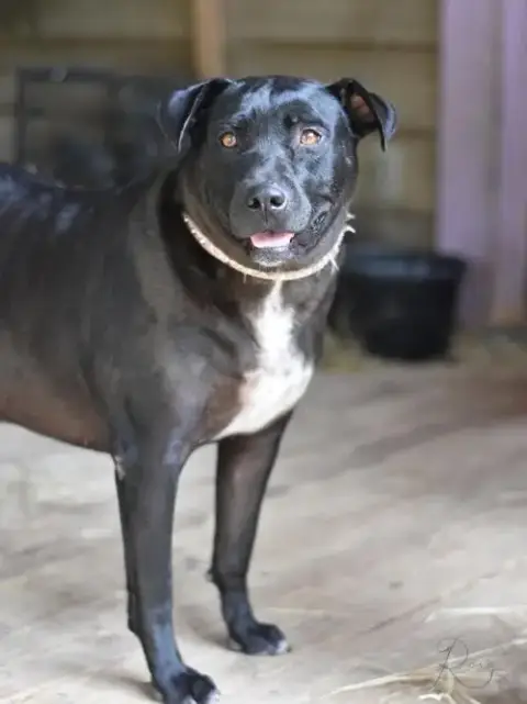 Roxy photo 3