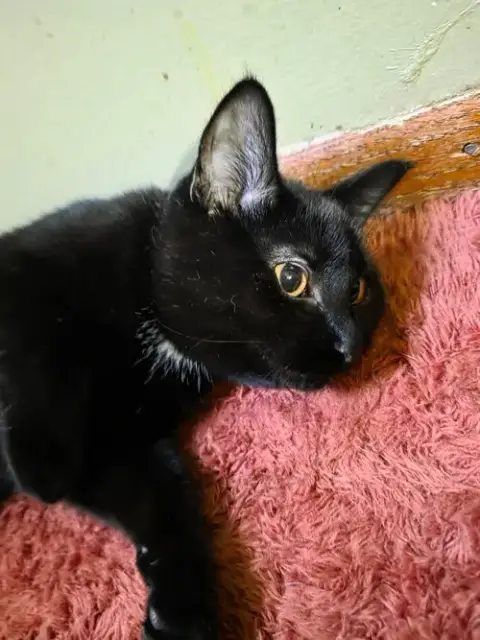 Toothless photo 2