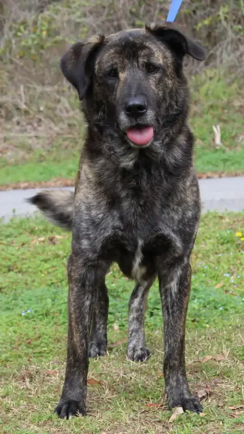 Scrappy 43187 photo 2