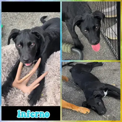 Inferno