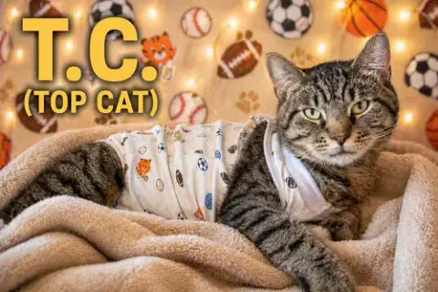 T.C. Aka Top Cat