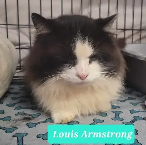 Louis Armstrong-Sponsored photo 3