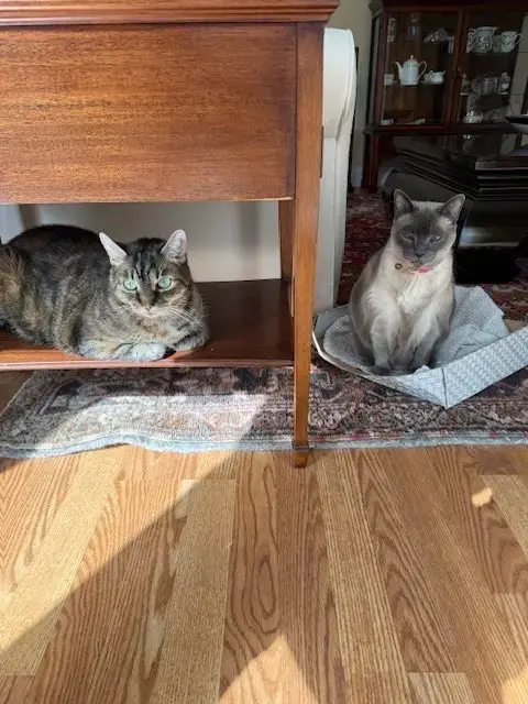 Lea & Bella **Courtesy Post**