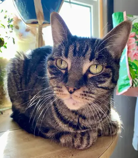 Tootsie photo 4