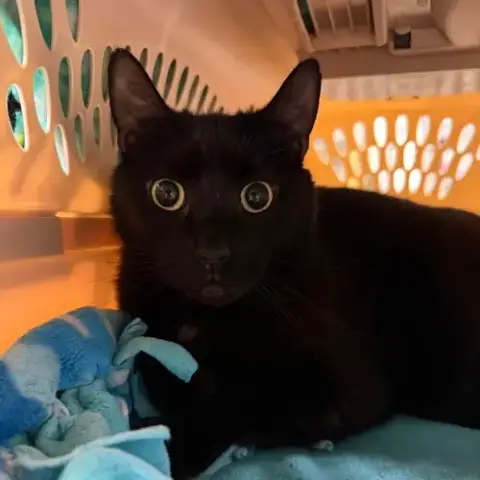 Odin