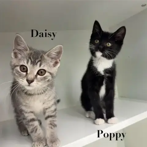 Daisy photo 2