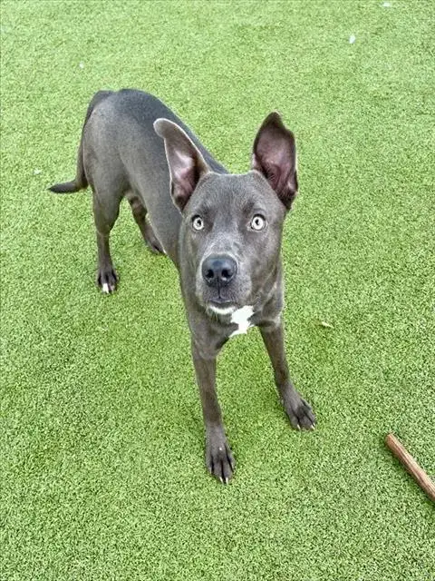 Mara