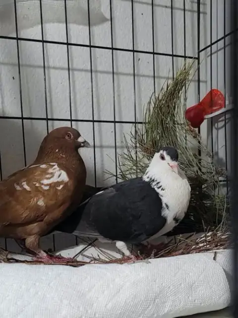 Cocoa W/ Oreo photo 3