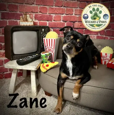 Zane photo 2