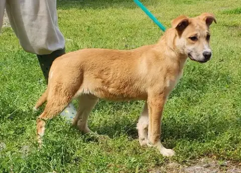 260317 Dixie photo 2