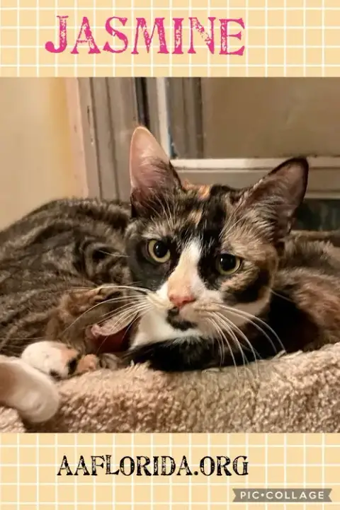 Jasmine photo 2