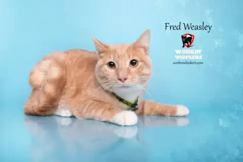 Fred Weasley