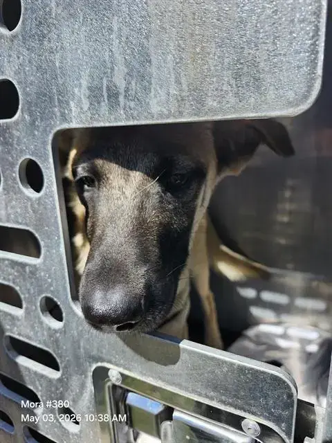 Rambo
