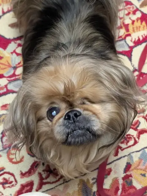 Rocky photo 4