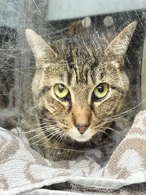Avocato