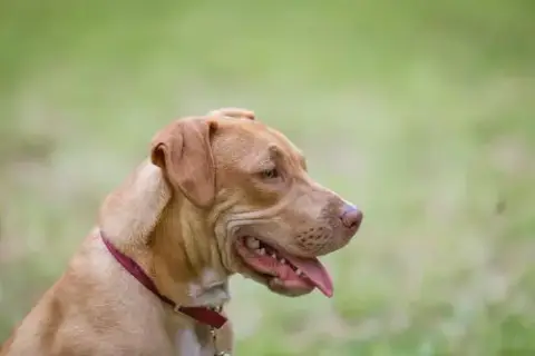 Wilbur