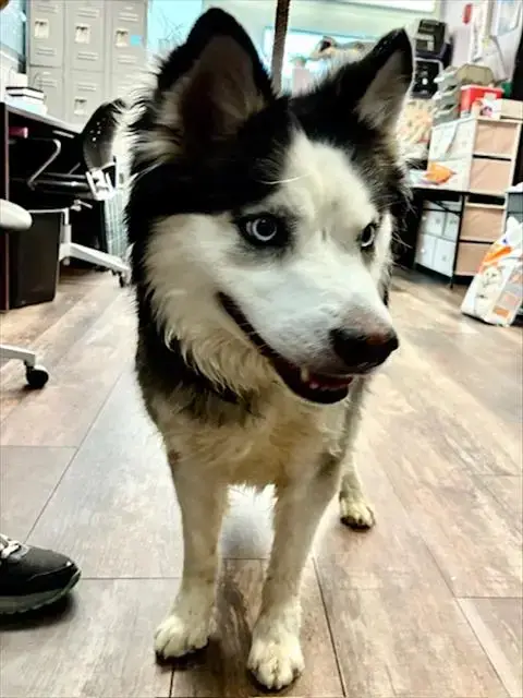 Tyson