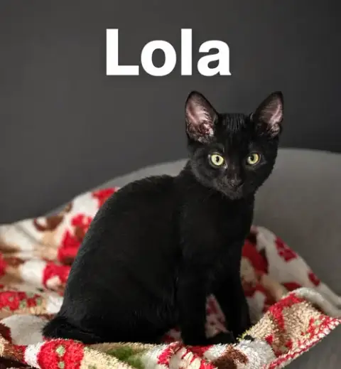 Lola