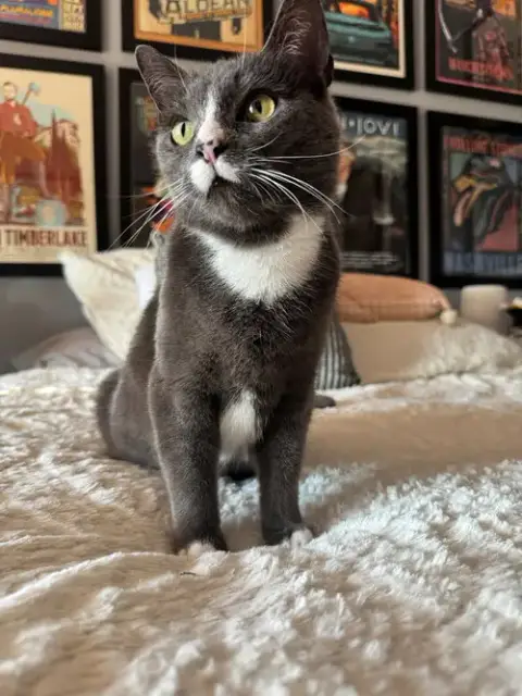 Mochi photo 3