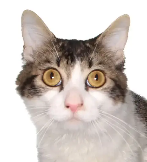 Kammy