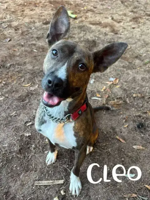 Cleo photo 2