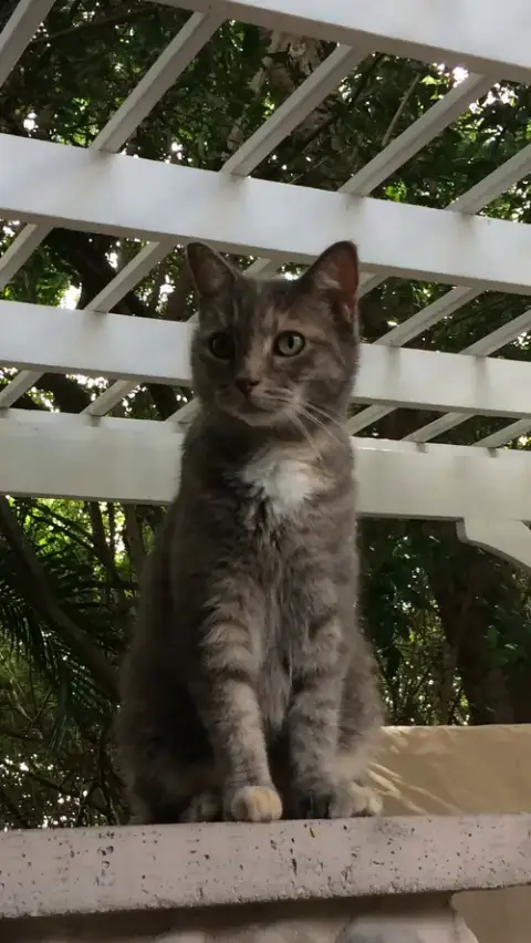 Kitty photo 3