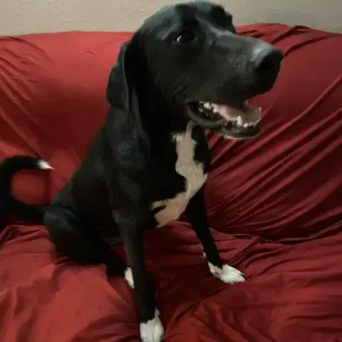 Bailey Jr