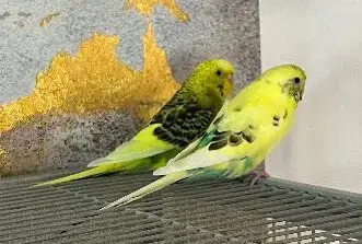 Rita Coco Bleu Kiwi photo 3