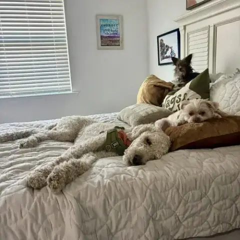 Teddy photo 2
