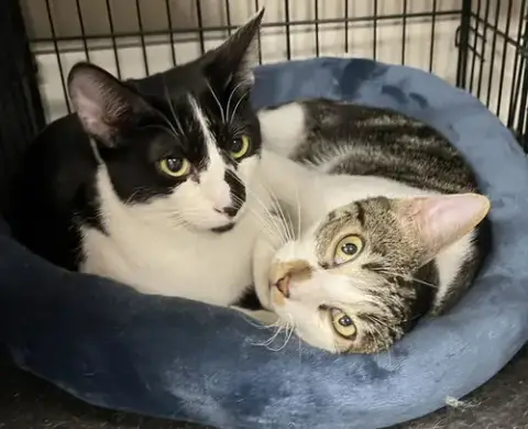 Oreo & Mori