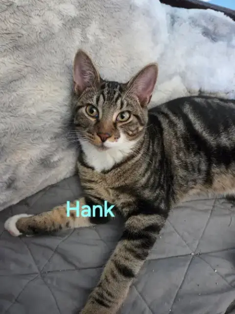 Hank